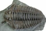 Flexicalymene Trilobite - Mt Orab, Ohio #375206-1
